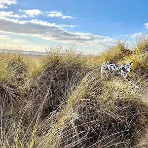 Seaside Seashell , Lytham St Annes United Kingdom